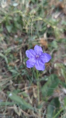 Ruellia simplex