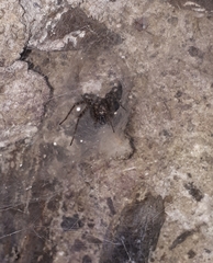 Tegenaria ferruginea