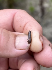 Paraulacizes irrorata