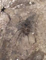 Tegenaria ferruginea