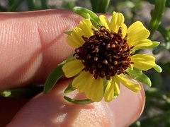 Encelia ventorum