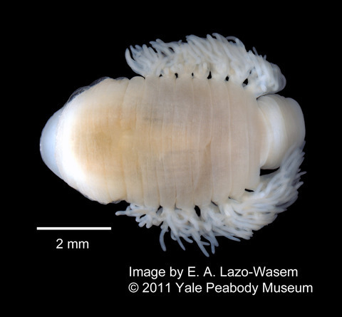 Turtle Leeches