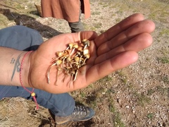 Psilocybe semilanceata