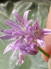 Allium schoenoprasum