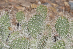 Opuntia polyacantha