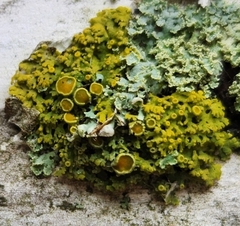 Xanthomendoza hasseana