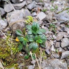 Arabis pumila