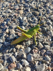 Schistocerca shoshone