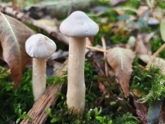 Infundibulicybe geotropa
