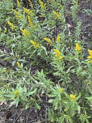 Solidago velutina