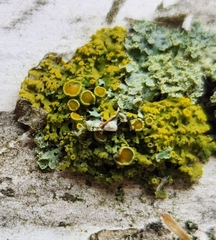 Xanthomendoza hasseana