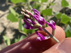 Astragalus magdalenae