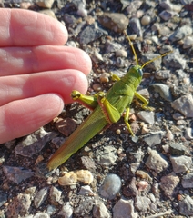 Schistocerca shoshone