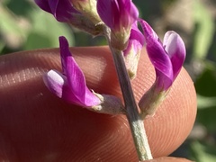 Astragalus magdalenae