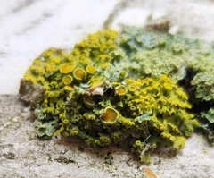 Xanthomendoza hasseana