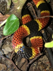 Micrurus mosquitensis