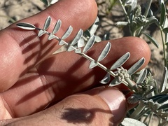 Astragalus magdalenae