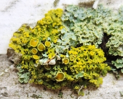 Xanthomendoza hasseana