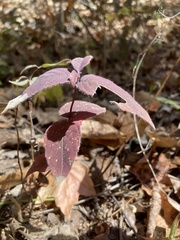 Menthinae