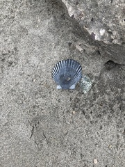 Argopecten ventricosus