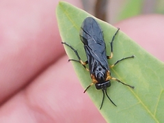 Adurgoa gonagra
