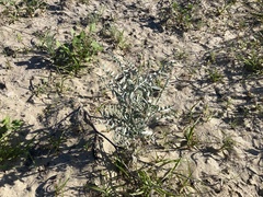 Astragalus magdalenae