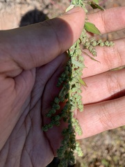Chenopodium album