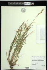 Carex silicea