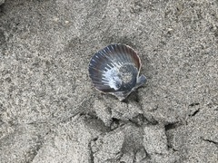 Argopecten ventricosus