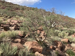 Pachycormus discolor