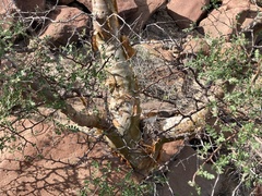 Pachycormus discolor