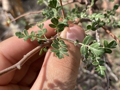 Pachycormus discolor