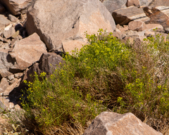 Gymnophyton