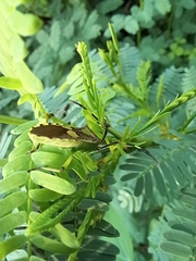 Prismatocerus prominulus