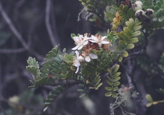 Osteomeles anthyllidifolia