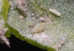 Hayhurstia atriplicis