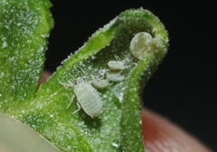 Hayhurstia atriplicis