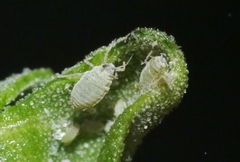 Hayhurstia atriplicis