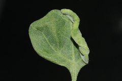 Hayhurstia atriplicis