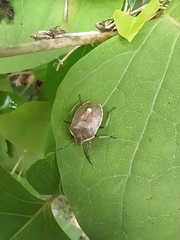 Chlorochroa pinicola