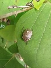 Chlorochroa pinicola
