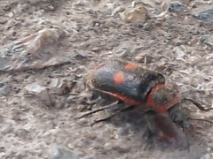 Astylus cyanerythrus