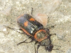 Astylus cyanerythrus