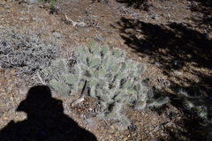 Opuntia polyacantha