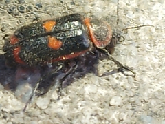 Astylus cyanerythrus