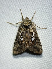 Syngrapha alias