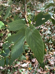 Viburnum