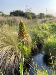 Kniphofia ensifolia