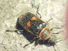 Astylus cyanerythrus