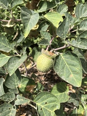 Datura
